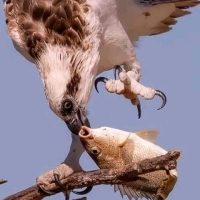 Prof Mk Safari ft paracétamol kyawapi